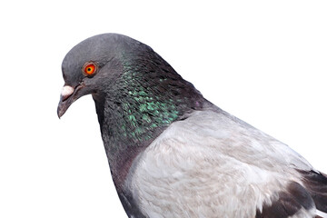 portrait of a beautiful pigeon on a white