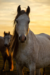 Fototapeta na wymiar Horse in the sunset