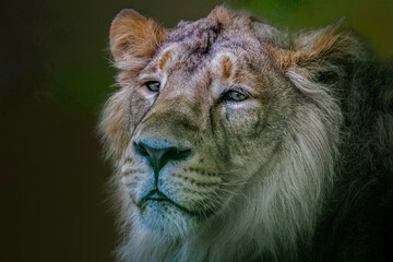 portrait of a male lion