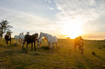 Fototapeta na wymiar Herd of horses on the pasture