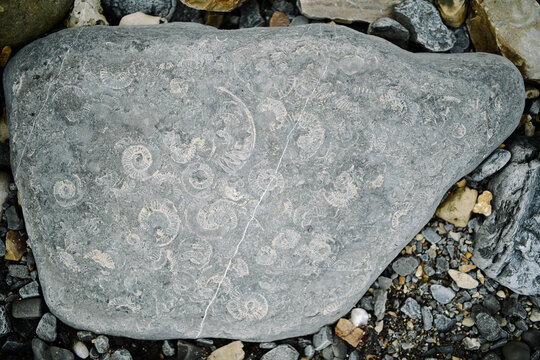 Ammonites