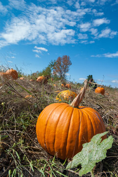 pumpkin sits in a field on a farm with a blue autumn sky above