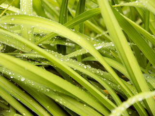 Obraz premium Green sedge leaves with water drops close up view