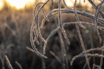 frost on the grass