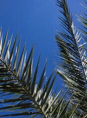 Liść palmowy na tle nieba - obrazy, fototapety, plakaty