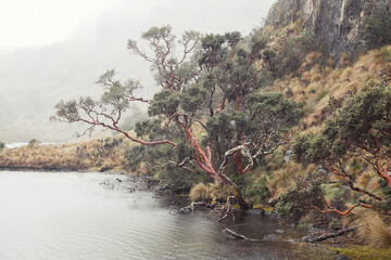 Old tree overhanging a lake on a foggy rainy day