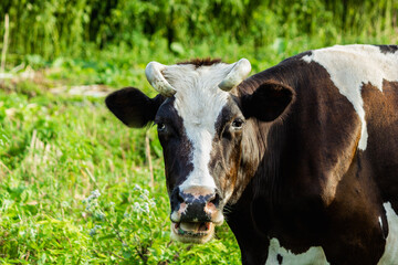 
A black and white dirty cow grazes. Eats grass. Summer. Close-up.