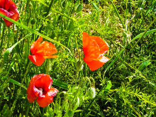 red poppy flowers in grass Latin name papaver rhoeas