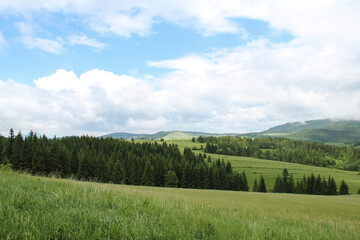 Fototapeta na wymiar forest in the poland mountains