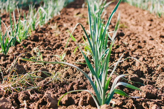 rows of onion plants growing in a field