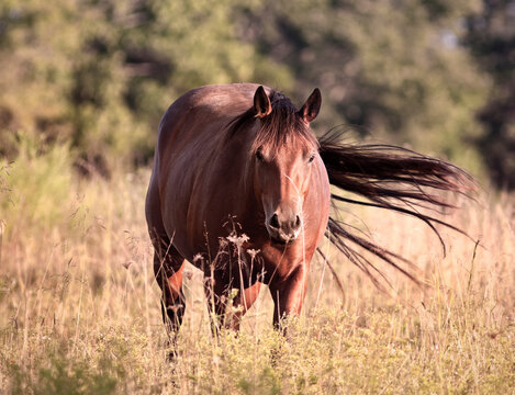 Lonely Horse in a Field