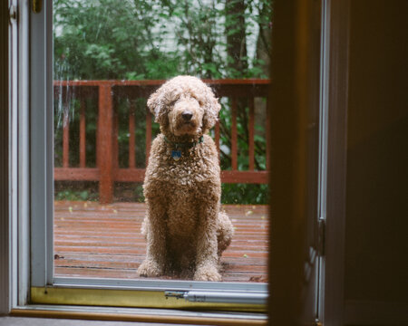 labradoodle dog waits to be let inside