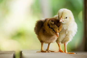 Baby chicken on a natural background