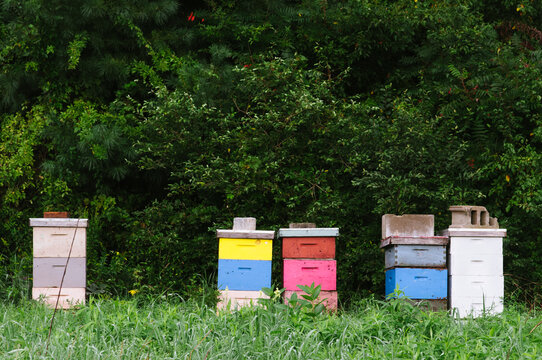 colorfully painted wooden beehives