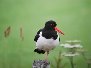 Eurasian Oystercatcher, Haematopus ostralegus, perched on a post