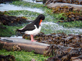 Eurasian Oystercatcher, Haematopus ostralegus, preening on a rocky shore