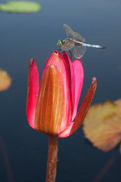 Tight shot of a Blue Dasher dragonfly perched on a waterlily bud