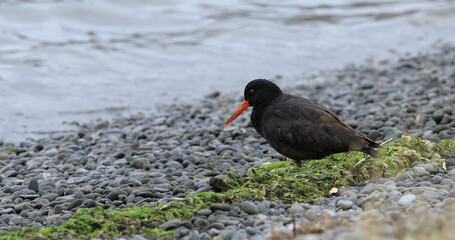 Variable Oystercatcher, Haematopus unicolor, relaxing by the shore