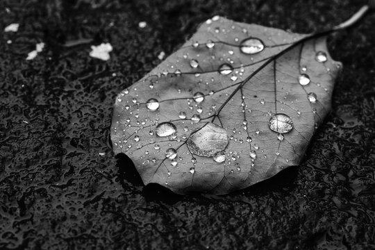 Image of dried leaf with glistening water droplets