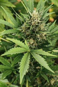 Cannabis plant - alternative medicine