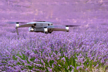 Drone in lavender flower field