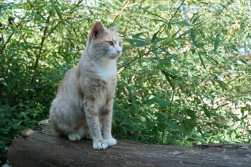  A young red cat sits in the bushes on an old log.