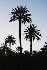 Palm trees silhouettes in Elche, Alicante, Spain.