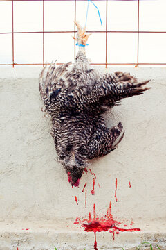 A death chicken hanging on a fence with blood dripping out