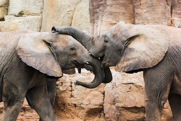Naklejka premium Two elephants playing in the mud at sunset in Valencia, Spain.