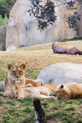 Fototapeta premium Three lionesses resting at sunset in Valencia, Spain