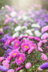 close up of beautiful flowers Callistephus chinensis or Callistephus or China aster and annual aster in pink and violet colors blomming in the garden in summer season.