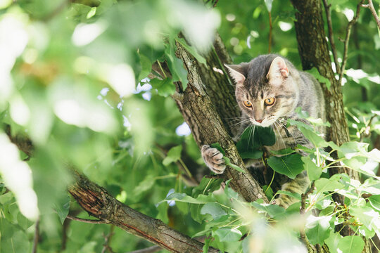 Grey Cat in a Tree