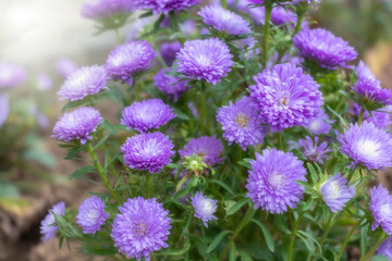 close up of beautiful flowers Callistephus chinensis or Callistephus or China aster and annual aster in pink and violet colors blomming in the garden in summer season.