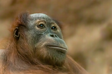 a portrait of a young orangutan