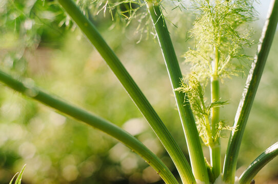 close-up of fennel, growing
