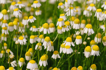 close up of field of yellow and white daisies