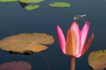 A Blue Dasher dragonfly perched on a waterlily bud