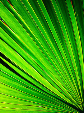 Close up image of palm leaf
