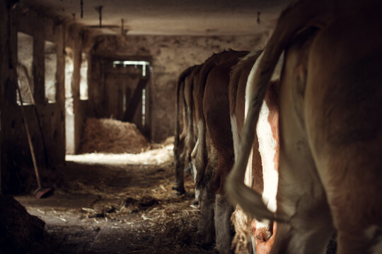 back of cows in a cowshed