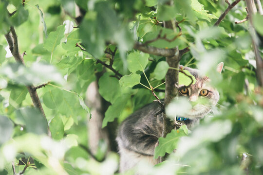 Angeboren Bilder Durchsuchen 8,597 Archivfotos, und