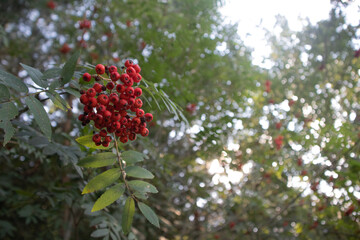 Jarzębina na drzewie