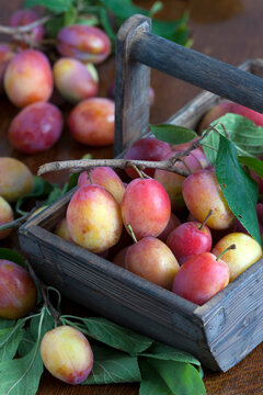 harvested plums in a wooden trug