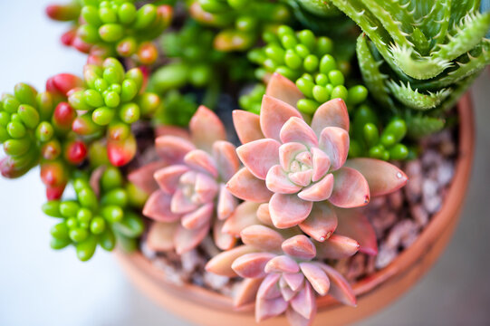 Various Sedums in a Terracotta Pot