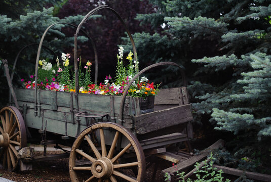 Flowers Planted In Old (Un)Covered Wagon