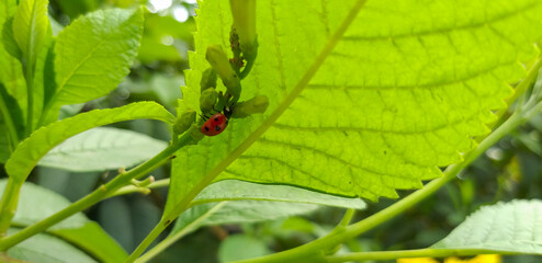 Close-up shot of a ladybug sitting under the flower buds of a green plant - Science concept.