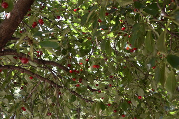 Red berry on the tree