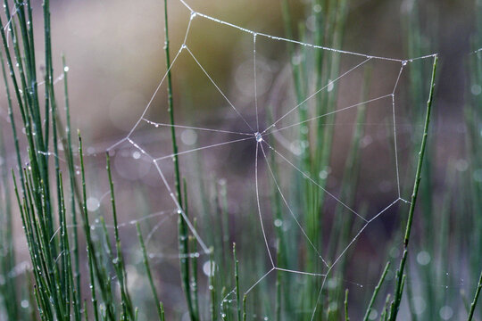 Minimalistic spider web with dew on it