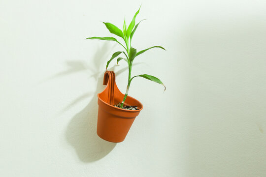 lucky Bamboo hanging on a Tob