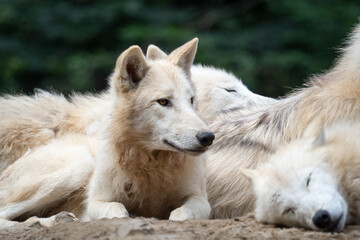 Arctic wolf (Canis lupus arctos), also known as the white wolf or polar wolf