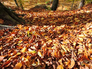 autumn leaves on the ground